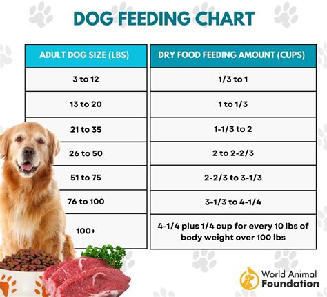 How often should a dog be fed