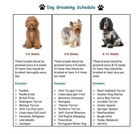 How often should a dog breed