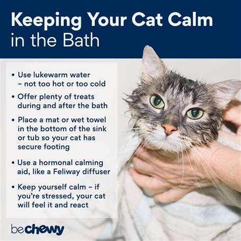 How often should a kitten be bathed