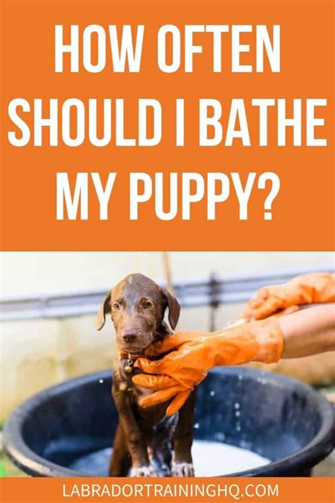 How often should bathe a puppy