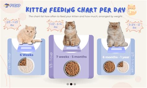 How often should cat be fed