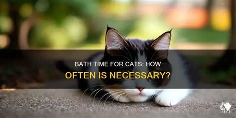 How often should cats have a bath