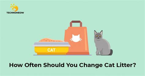 How often should change cat litter