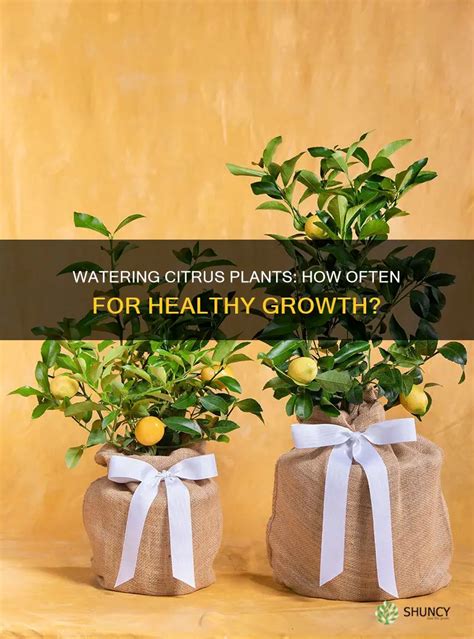 How often should citrus trees be watered
