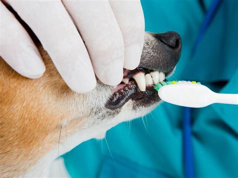How often should dog get teeth cleaned