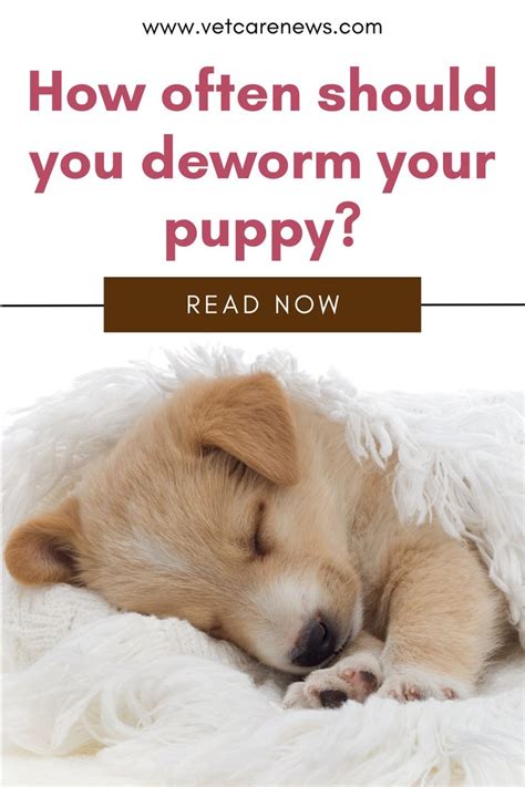 How often should dogs get wormed