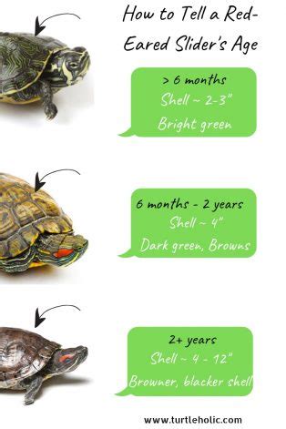 How often should i feed my turtle