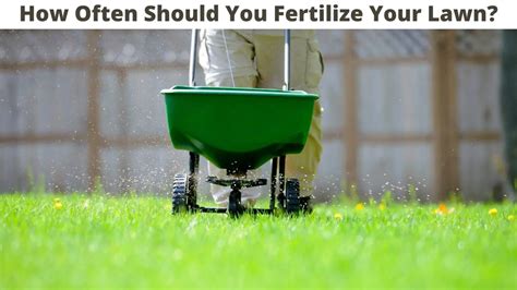 How often should i fertilize my lawn. The best time to apply your lawn fertilizer is in the morning when the grass is wet with dew, and you’re not expected to have rain for one or two days. Once you apply the lawn fertilizer, add at least a half inch of water within 14 days per Pennington Seed. This can be from rainfall or watering with a sprinkler. 