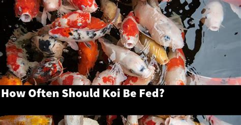 How often should koi be fed