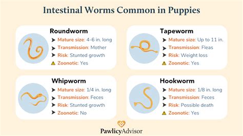 How often should my dog be wormed