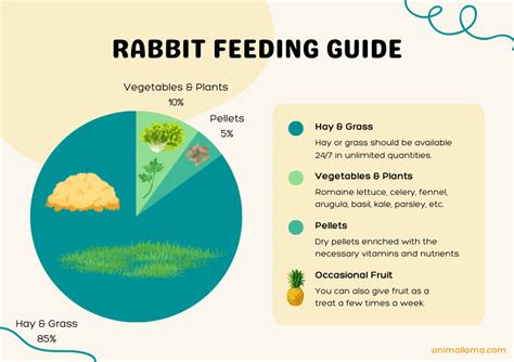 How often should rabbits be fed