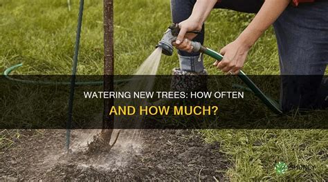 How often should trees be watered