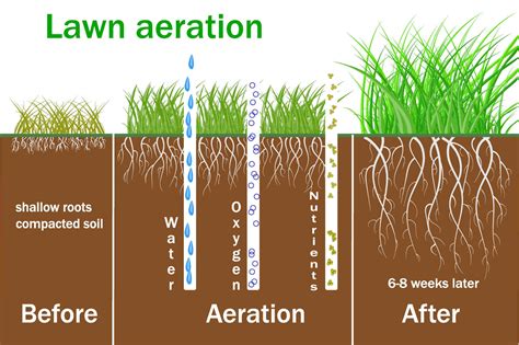 How often should you aerate your lawn