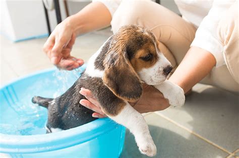 How often should you bathe a beagle