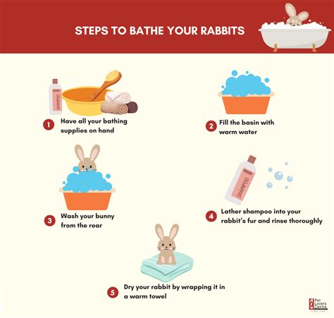 How often should you bathe a rabbit