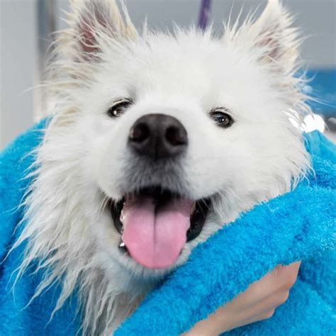 How often should you bathe a samoyed