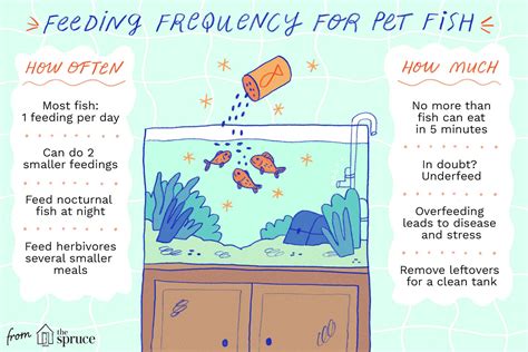 How often should you feed