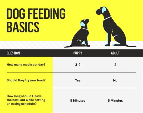 How often should you feed a dog