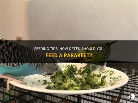 How often should you feed a parakeet