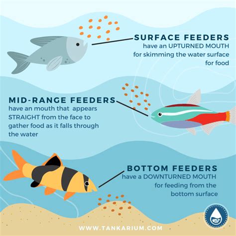 How often should you feed fish