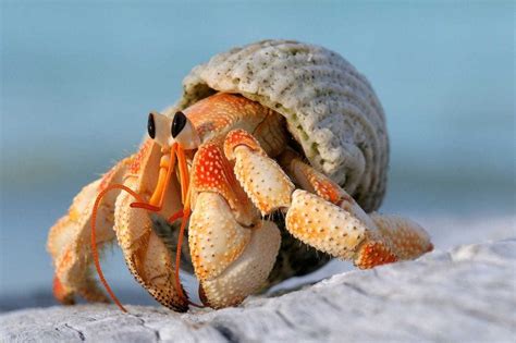 How often should you feed hermit crabs