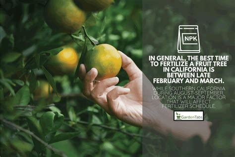 How often should you fertilize fruit trees