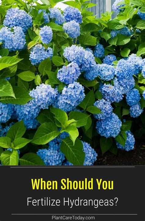 How often should you fertilize hydrangeas