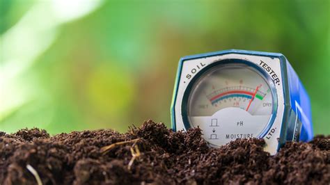How often should you fertilize your lawn and when to do it Tom s Guide