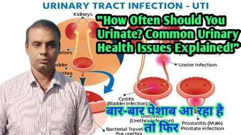 How often should you urinate