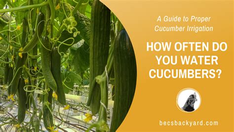 How often should you water cucumbers