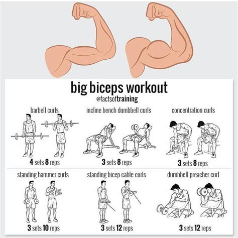 How often should you work biceps