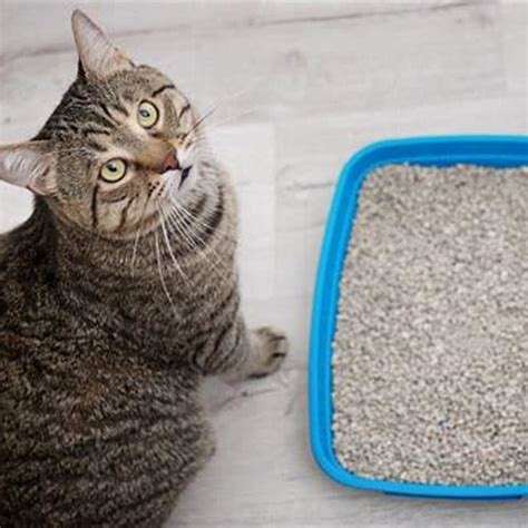 How often should your cat pee