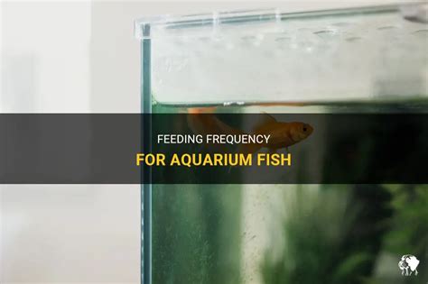 How often to feed fish in aquarium