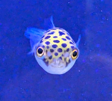 How often to feed puffer fish? REEF2REEF Saltwater and Reef …