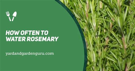 How often to water rosemary.  Rosemary prefers less frequent but deep watering.  Learn ...