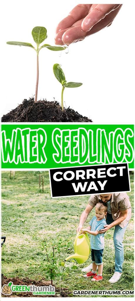 How often to water seedlings. Planting seedlings can give you a head start and save time. It may also offer more certain results, as the initial growing phase can occur in a controlled setting, with less risk of pests, or poor weather conditions, ruining them. You may decide to start raising your own seedlings in punnets, pots or trays, to then be transplanted into garden ... 
