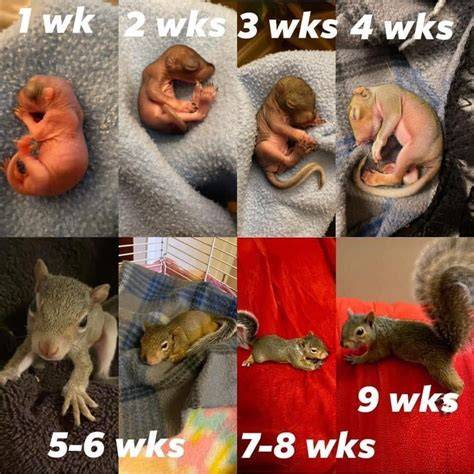 How old are squirrels.  Most squirrels that reach three years Squirrel...