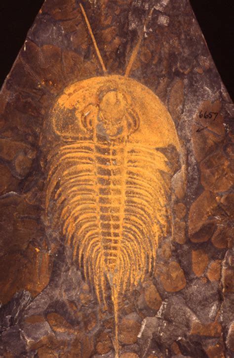 How old are trilobites. At Arcy-sur-Cure in France, a 15,000-year- old human settlement, one of the artifacts found by archeologists was a trilobite that had been drilled to be worn as an amulet. Although the last few trilobites went extinct about 245 million years ago, they are one of the best-known and most-studied groups of fossil arthropods . 