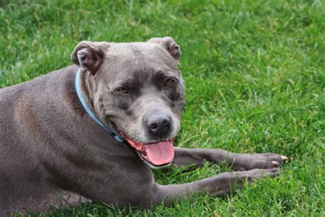 How old do pit bulls live. Things To Know About How old do pit bulls live. 
