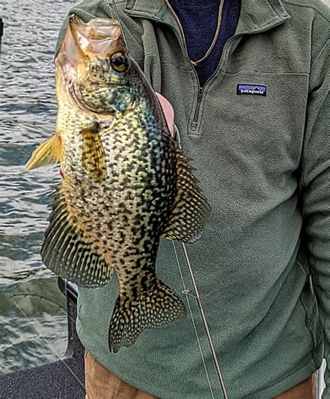 How old is a 14 inch crappie? - letshealthify.com