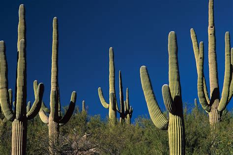 How old is a cactus