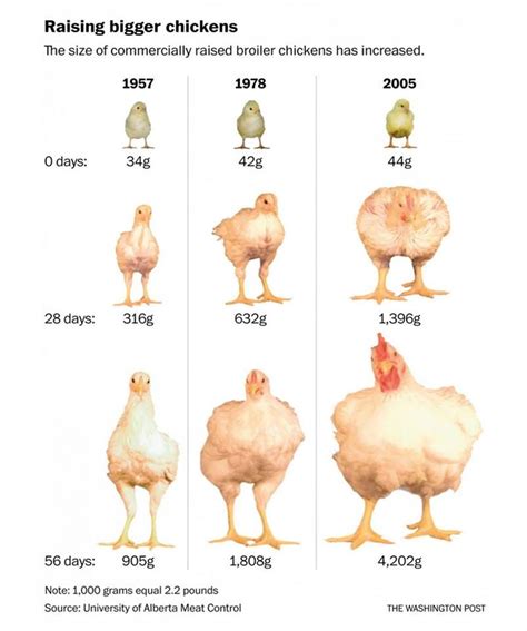 How old is a chicken before slaughter