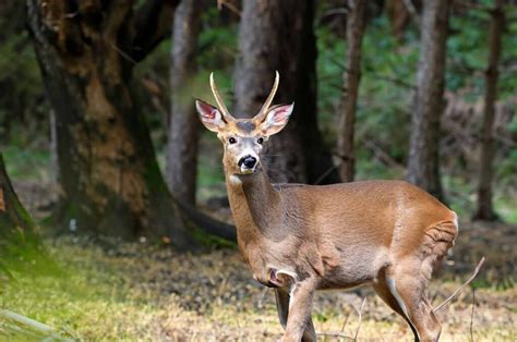 How old is a spike buck
