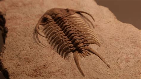 Trilobites are a common fossil in many of the early to middle Paleozoic rocks of central Pennsylvania. These rocks range in age from 541 to 359 million years old. Complete fossil specimens are rare because a trilobite’s rigid outer skeletal segments were joined by flexible organic connections that decayed on the death of the animal.