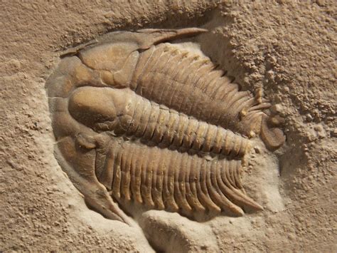 In 1985, the Ohio government made Isotelus Ohio's official fossil. Isotelus is a trilobite that existed between 430 and 480 million years ago. At this point in time, an ocean covered much of what is now Ohio. Isotelus is evidence of this, as it was a marine organism. A trilobite was an invertebrate creature that had a hard outer shell or skeleton.. 