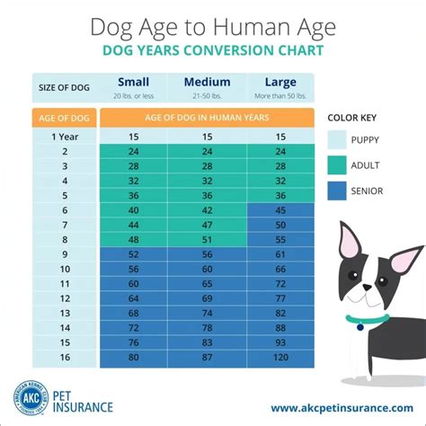 How old is dog in dog years