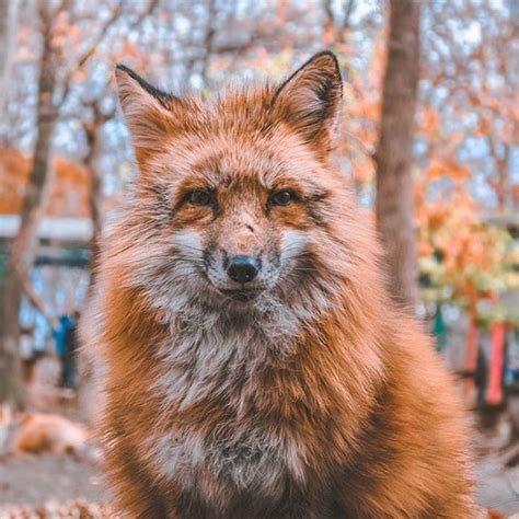 The Red Fox (Vulpes vulpes) is a member of the Canidae