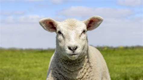 How old is mutton