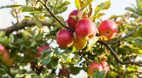 How old is my apple tree