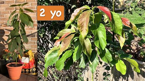 How old is my avocado tree